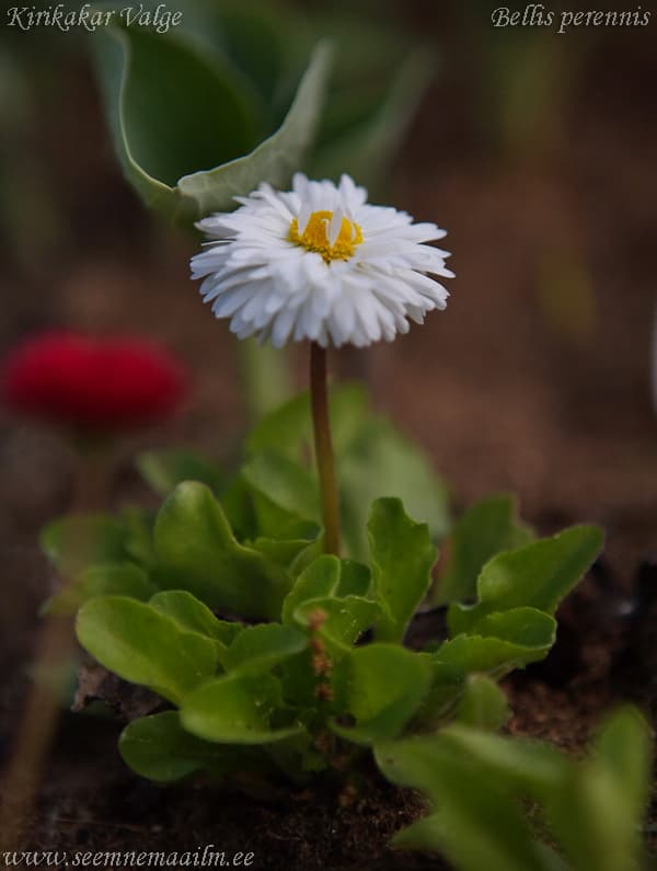 Kirikakar Valge Bellis perennis White dwarf